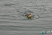 钓鱼做到快速找鱼的一些技巧