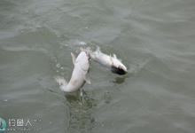 钓鱼高手谈抛竿串钩钓法的体会