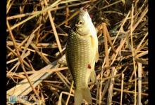 筏竿串钩钓鱼技巧与竿稍的松紧度