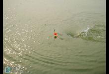 海竿浮钓的提竿动作要领