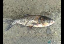 解读常见淡水鱼的食谱