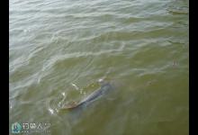 使用追星钓的实战施钓方法和原则