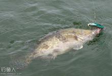 金秋江河钓鳜鱼的四大民间钓法