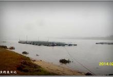 九洲江河段 提竿跨箱挥鱼雨[毛毛虫钓鱼日记]