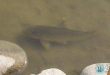 钓鱼技巧篇之“引鱼”