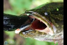 海竿底钓拖钓黑鱼的技巧详细介绍