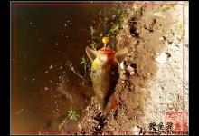 钓友水丰湖垂钓，珠珠使用心得与技巧分享