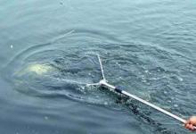 抄鱼时到底是抄头好还是抄尾好