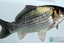 野钓小鲫鱼的一些技巧详解