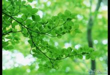 如何开草窝？一些常用的开草窝办法