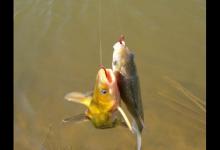 在台钓中怎样钓双尾（双飞）的介绍