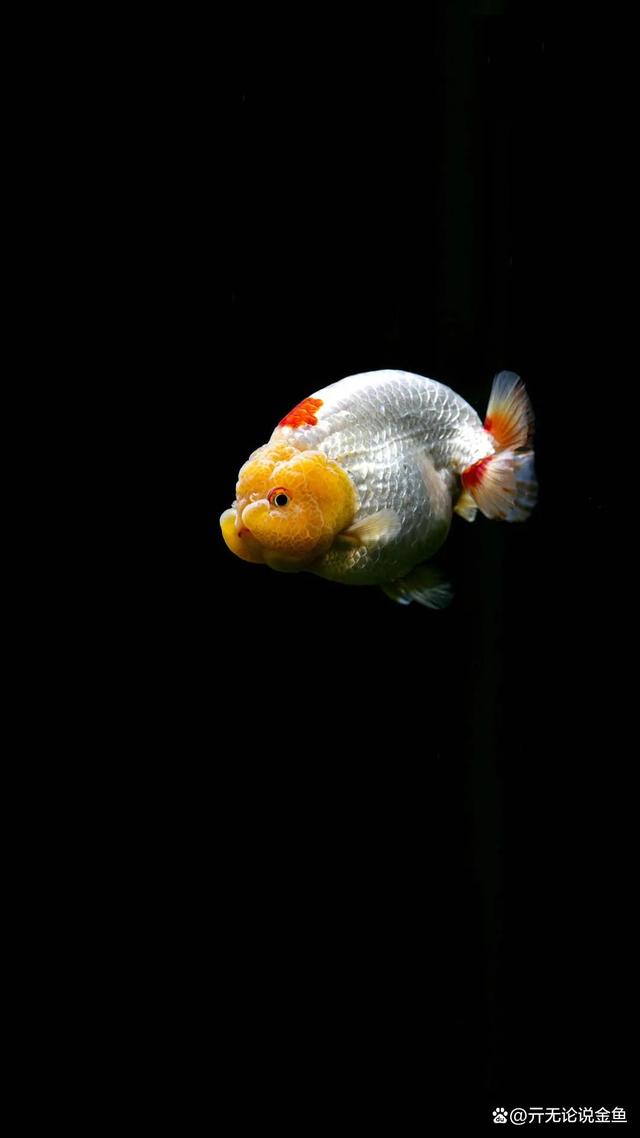 兰寿金鱼为什么会栽头?购买兰寿一些关键点_养殖技术_爱钓鱼