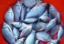 冬钓高手心中都藏着2个“小”字