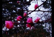 春季不同节气与鲫鱼活性，从初春、仲春、晚春来分析