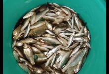 春季野湖游钓，野钓黄尾鱼和鲫鱼，80多条野生小杂鱼