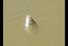 初春钓肥水，饵料味型还得这样选