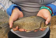 钓十年鱼，才知道春季的钓点是变化的，附具体方法