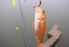 冬季野钓，蚯蚓和红虫，哪一个做钓饵效果更好