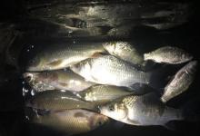 冬季夜晚钓鲫鱼，温水鸡蛋饵料作钓