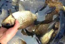 晚秋用活饵钓鲫鱼，这几种调漂方法最好用，中鱼率更高