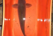 冬季钓鱼你们找对方法了吗？我在这里告诉你