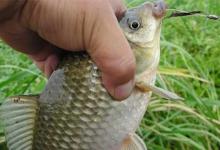 秋季钓边套路多，常用这些基本套路，上鱼更多