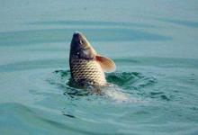 冬季钓鲫鱼没鱼口？是因为没做好这五点