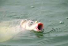 秋季钓鱼4大技巧