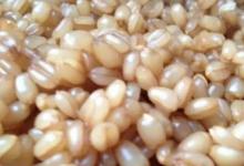 适合夏季使用的几款粮食饵