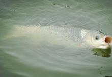 夏季钓位选择的谚语，让钓鱼事半功倍