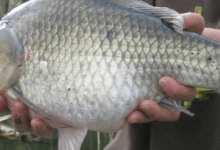 冬季钓鲫鱼漂相杂乱怎么解决？