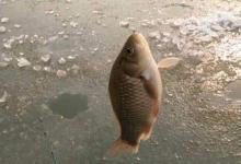 冬天怎么冰钓鲫鱼？