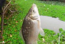 冬季草洞怎么钓鲫鱼？