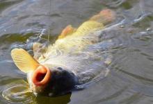 夏季野钓小鱼多的4个技巧