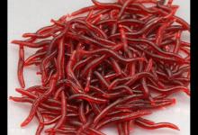 冬季钓鲫鱼怎么用红虫饵？