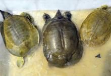 秋钓甲鱼二三事，一钩一线一饵足矣，自己制作