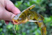 盛夏时节钓昂刺，核心技巧是这5个