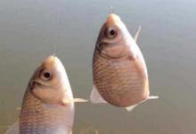 夏季遇鲫鱼上浮时，学会两个办法轻松解决