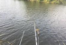 闷热天钓不好鱼，那就学学这些技巧