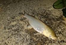 夏季夜钓草鱼应该怎么钓？