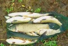 夏季野钓收获不佳，动动铅坠就有改善