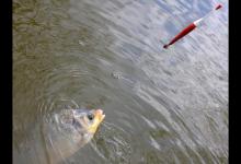 深秋如何野钓大鲫鱼？2招深秋天冷野钓大鲫鱼不难