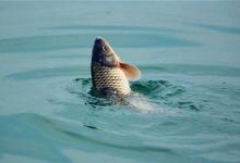 分享夏季钓水库，注意5不钓