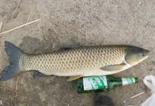 冬季怎么垂钓草鱼？这三个问题影响你的鱼获