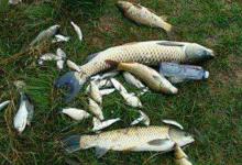 秋季钓鱼的3个阶段，每个阶段技巧都不相同