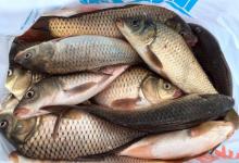 秋季天冷钓鲫鱼哪些饵料为主，饵料的状态分析