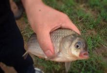 秋钓鲫鱼根据气温调钓位，鱼情变化调整饵料