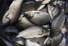 夏季夜钓大鲫鱼狠招数，渔获翻倍很容易