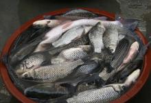 秋季鱼口好，不空军，试试这4招简单有效