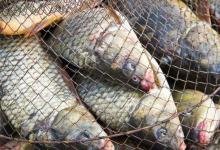 夏季高温时钓鱼，注意这五点